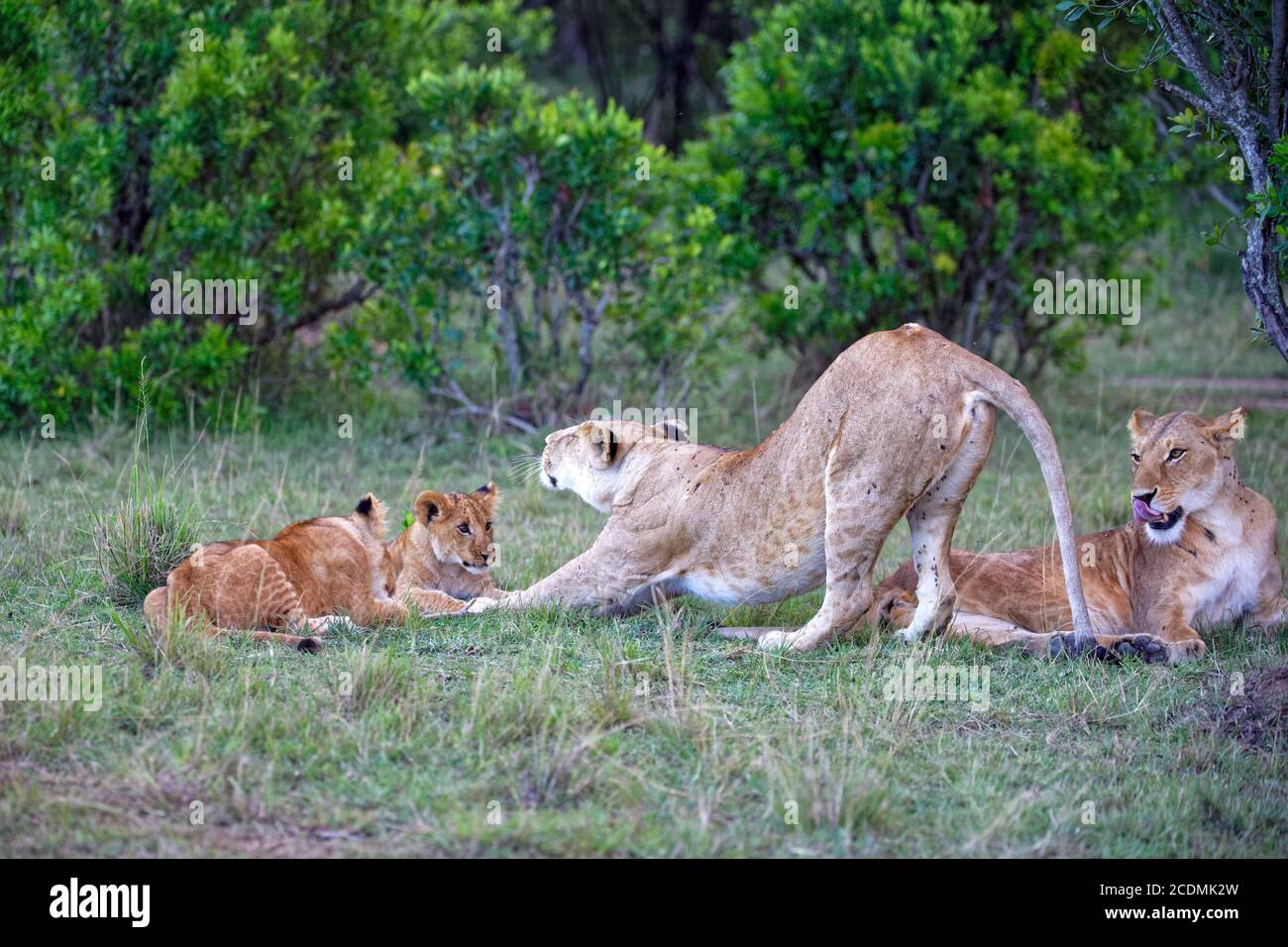 Lionesses with cubs (Panthera leo), Masai Mara Game Reserve, Kenya ...