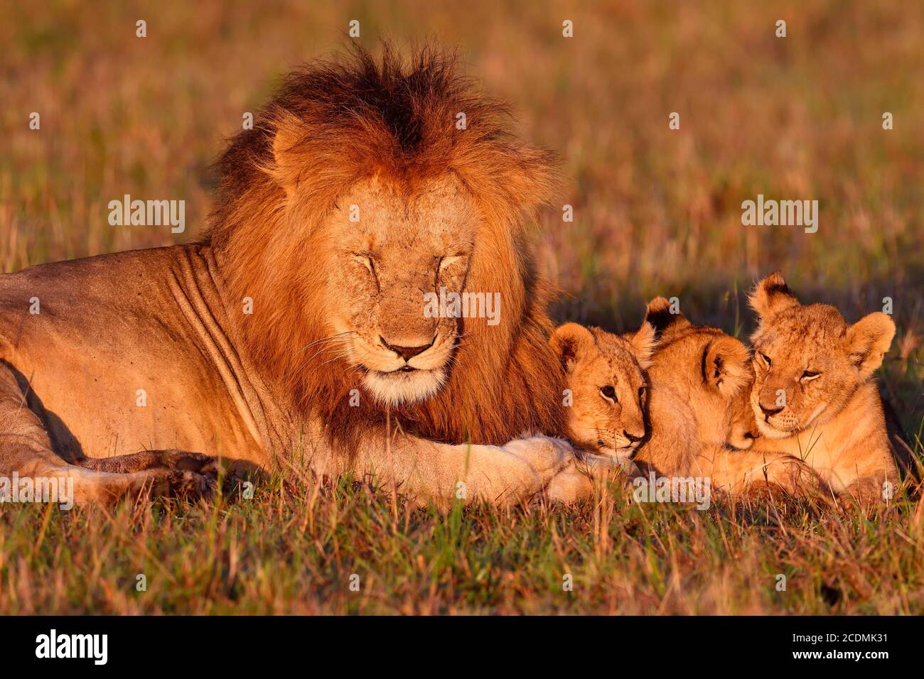 Lion (Panthera leo) and young animals, Masai Mara Game Reserve, Kenya ...