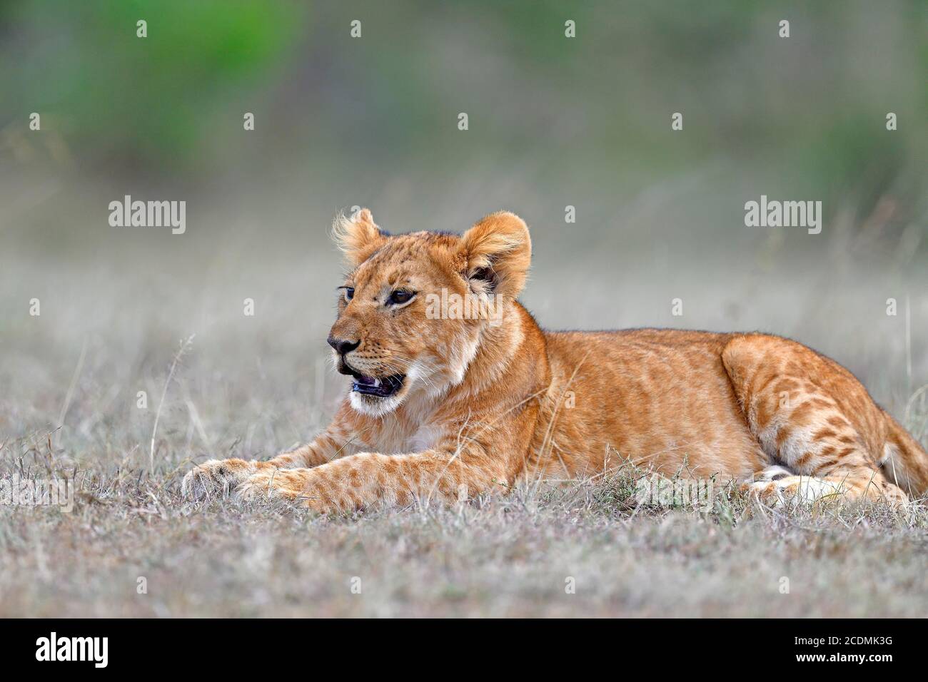 Young (Panthera leo), Masai Mara Game Reserve, Kenya Stock Photo - Alamy
