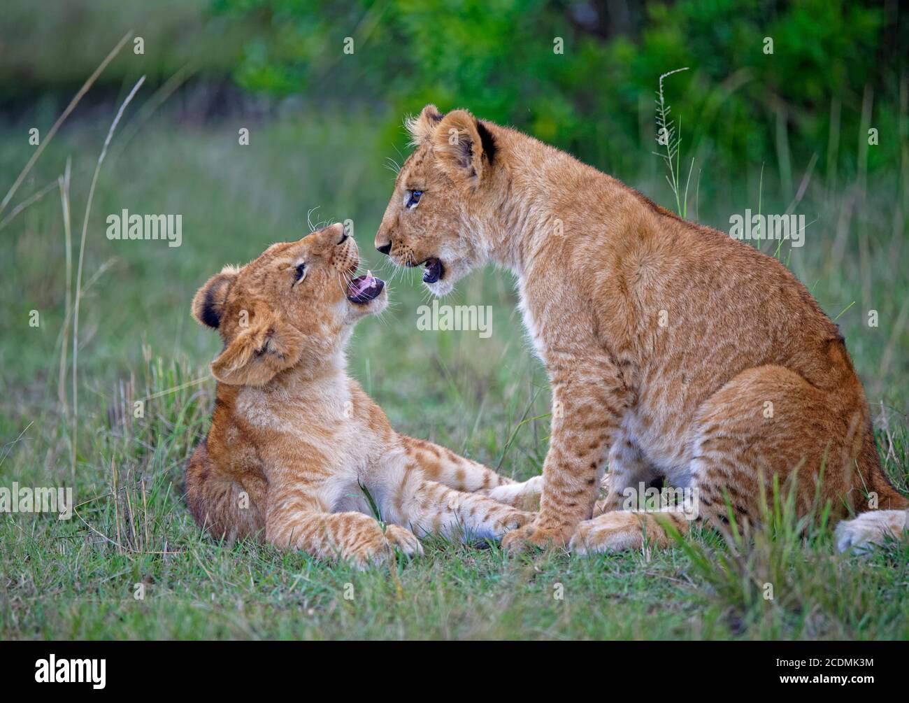 Young (Panthera leo), Masai Mara Game Reserve, Kenya Stock Photo - Alamy