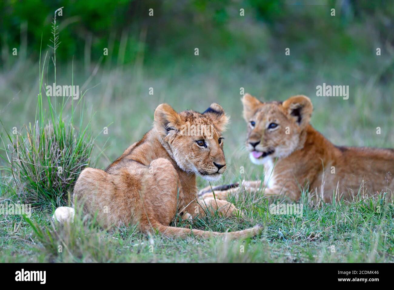 Young (Panthera leo), Masai Mara Game Reserve, Kenya Stock Photo - Alamy