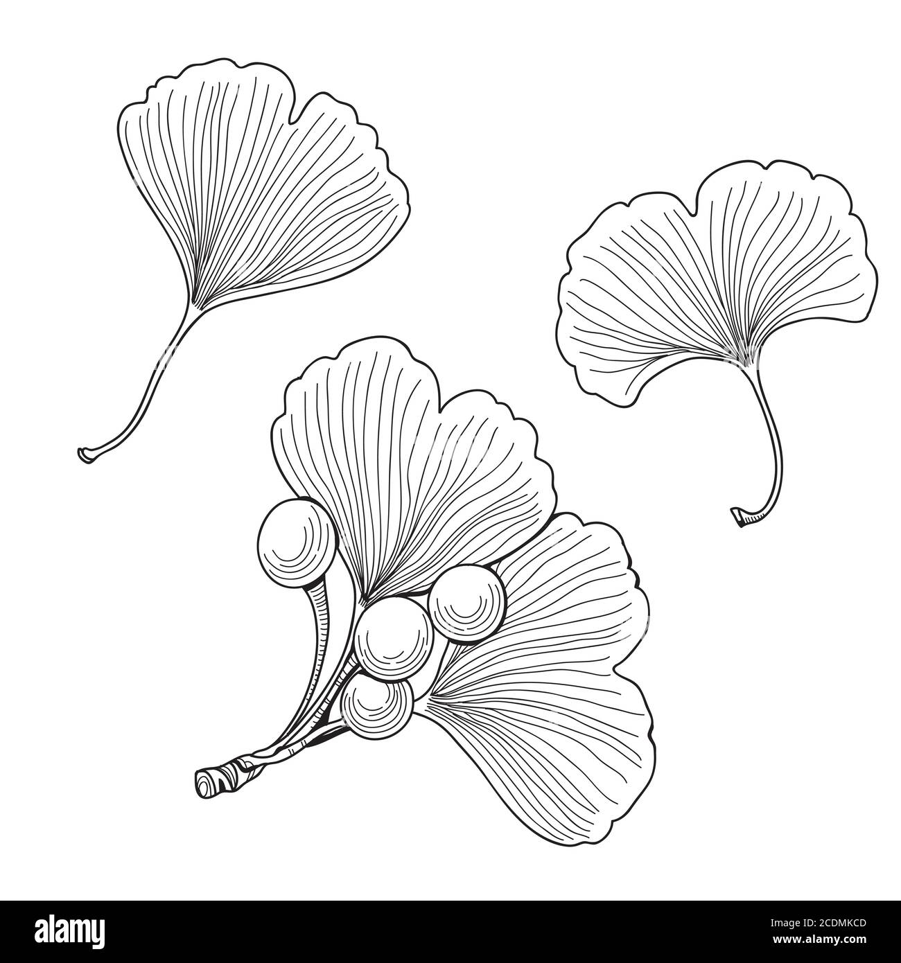 Set of ginkgo biloba seeds and leaves. Vector plant texture. Stock Vector