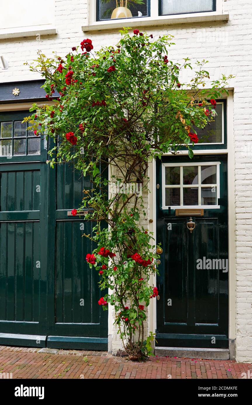 Rose Tree in Haarlem, North-Holland, The Netherlan Stock Photo