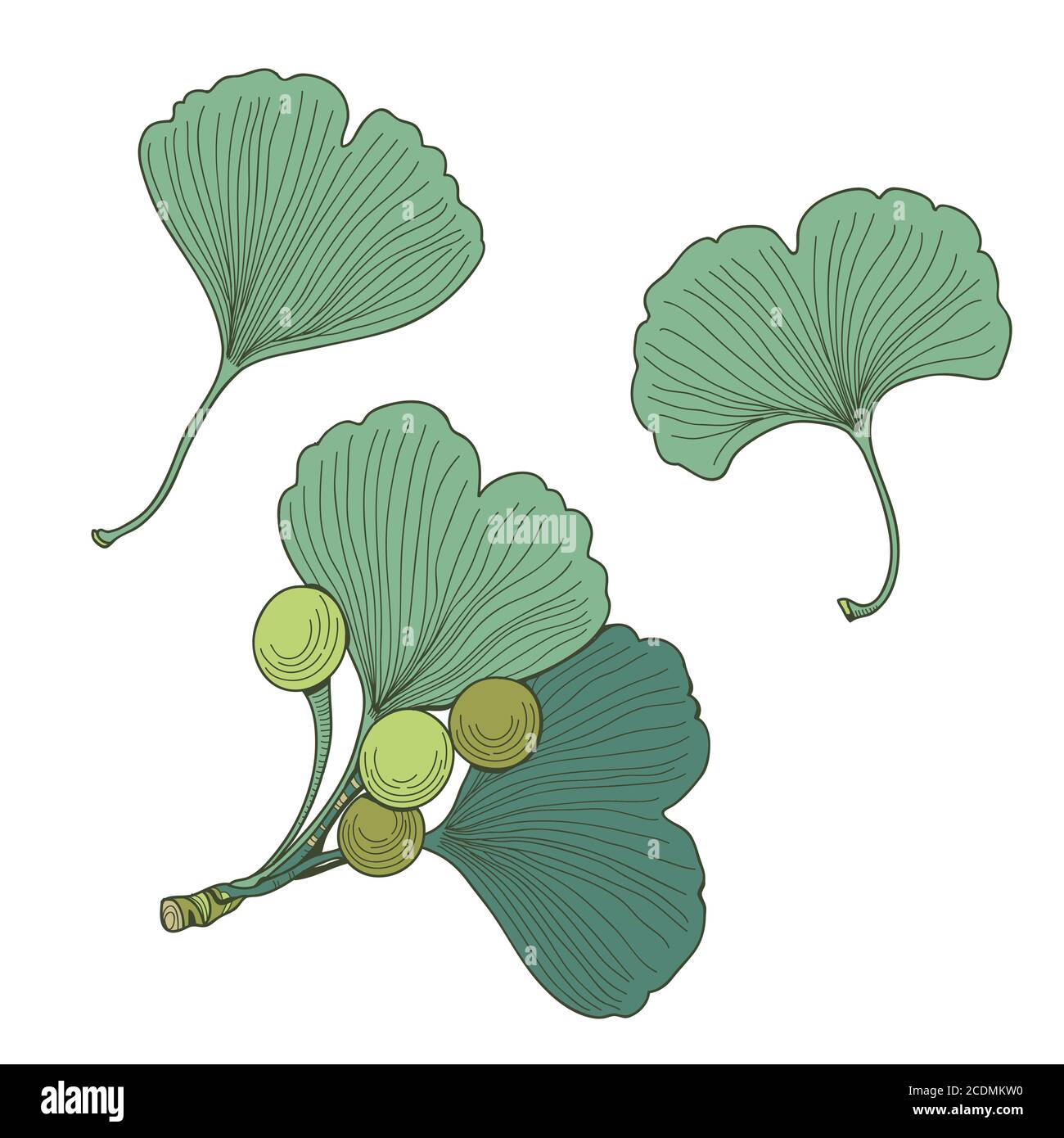 Set of ginkgo biloba seeds and leaves. Vector plant texture. Stock Vector