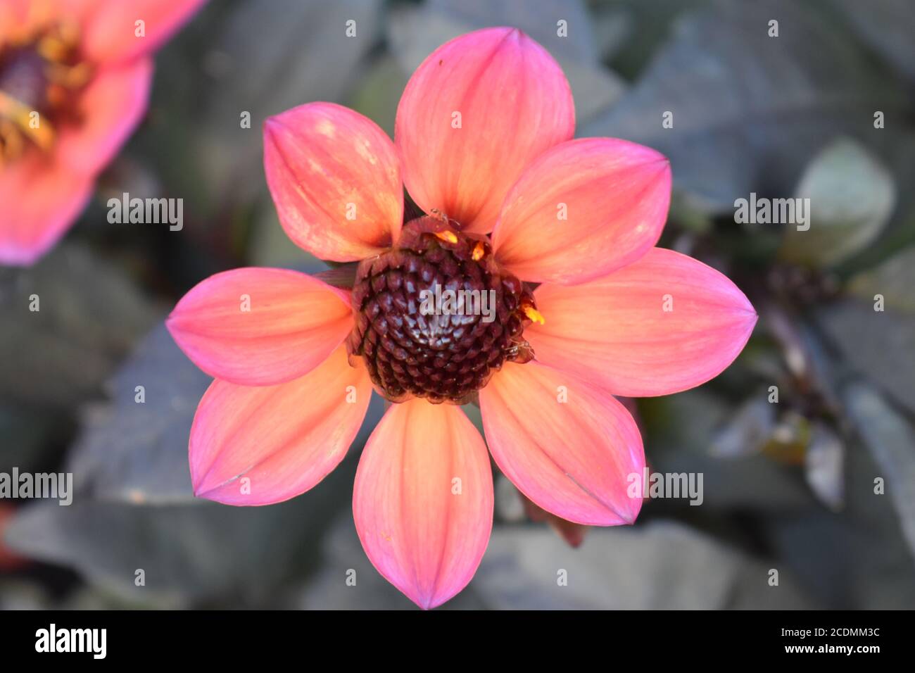 Single, pink, garden dahlia (Dahlia Pinnata) on a blurred leafy background This is a species in the genus Dahlia, family Asteraceae. Stock Photo