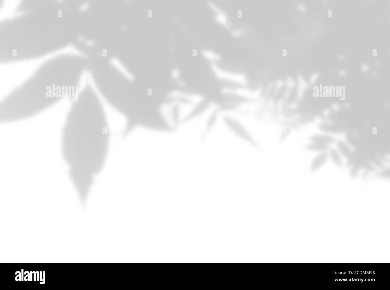 Summer background of plant shadows. Shadow of tree leaves on a white ...