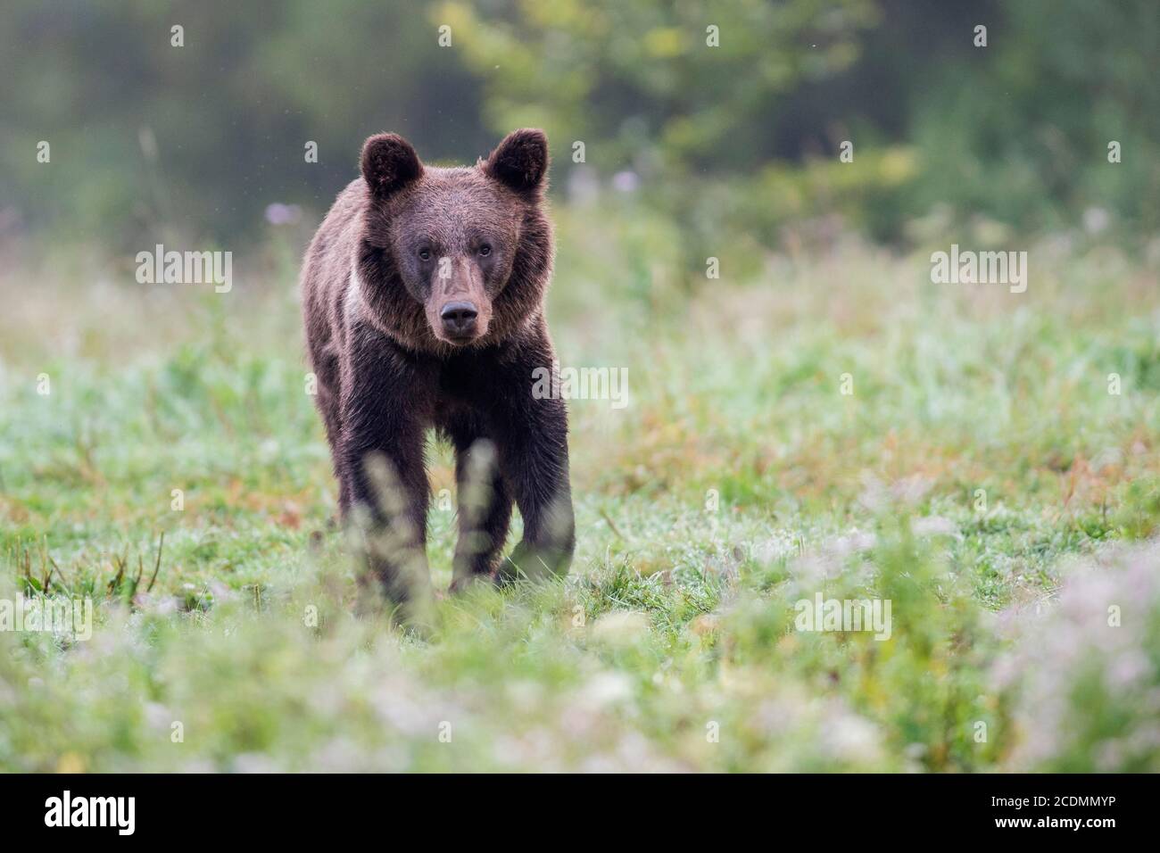 European brown bear or Eurasian brown bear (Ursus arctos arctos), young ...