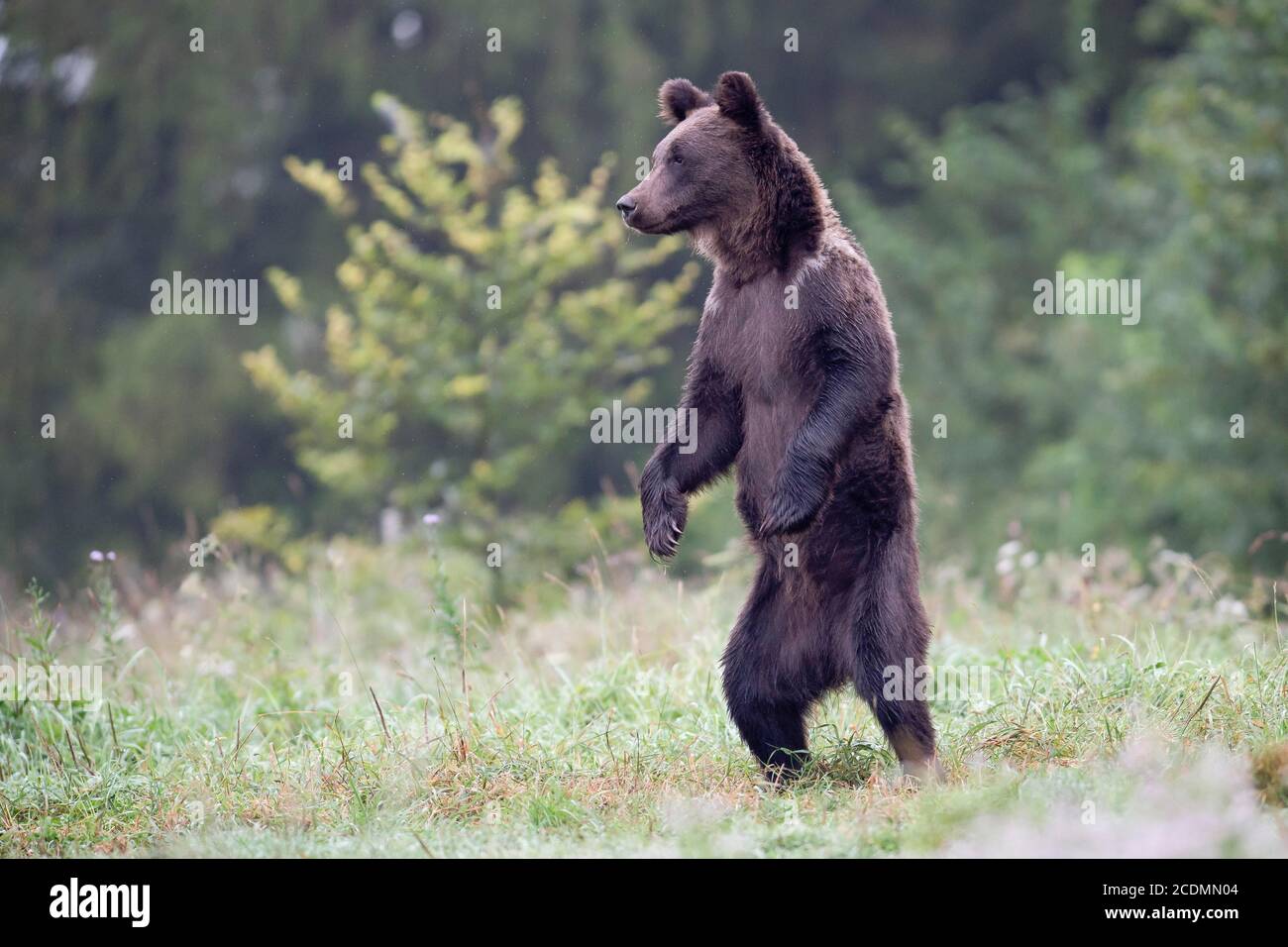 European brown bear or Eurasian brown bear (Ursus arctos arctos), young ...