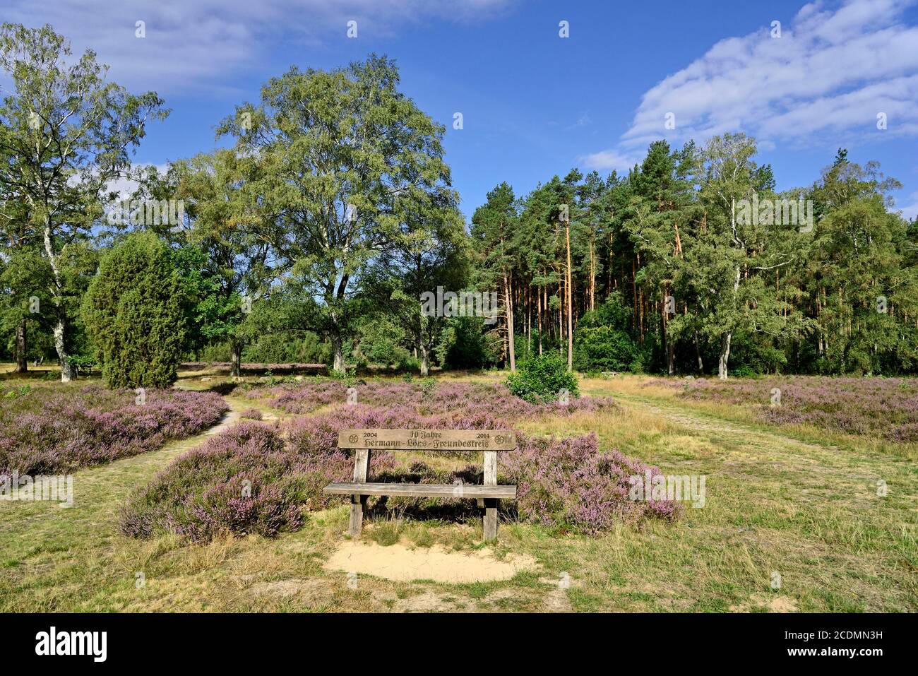 Heidelandschaft, Wietzer Berg with a viewing bench, Common Heather (Calluna Vulgaris), junipers (Juniperus communis), Birches (Betula) and Pines Stock Photo