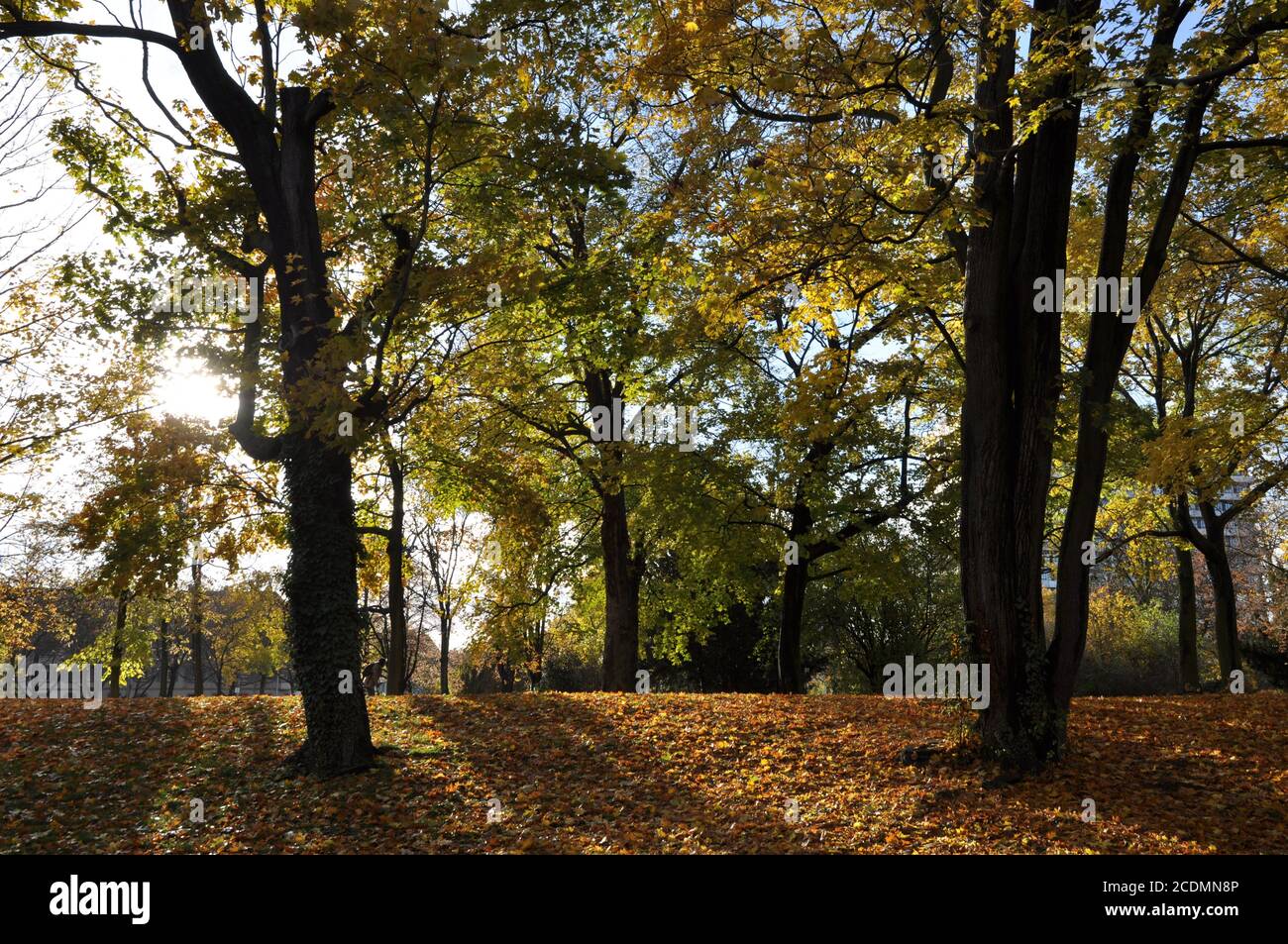 Park at the Römerwall in Mainz Stock Photo - Alamy