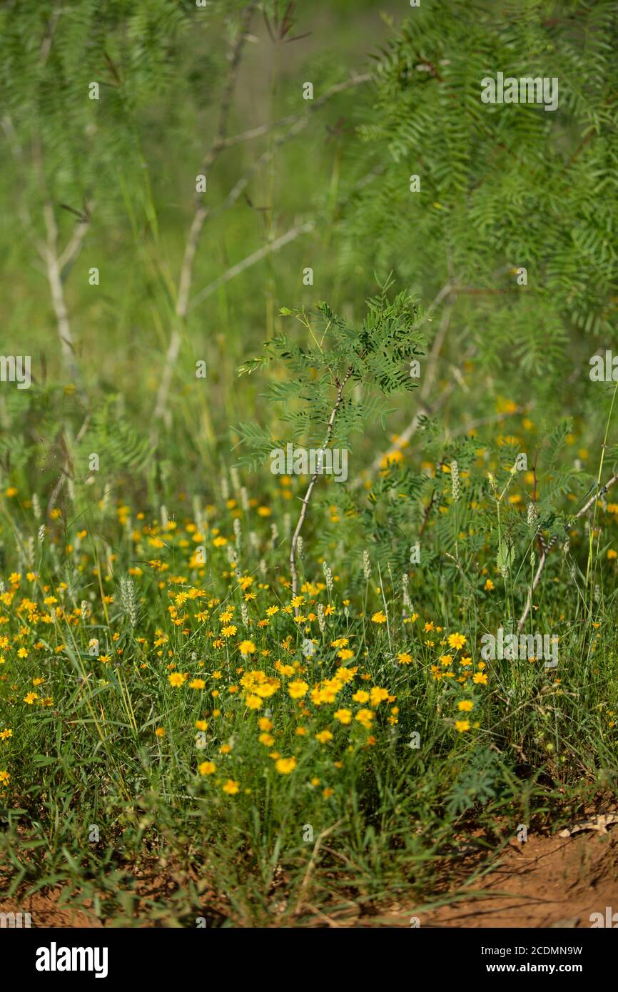 South Texas Assorted Wildflowers Stock Photo Alamy