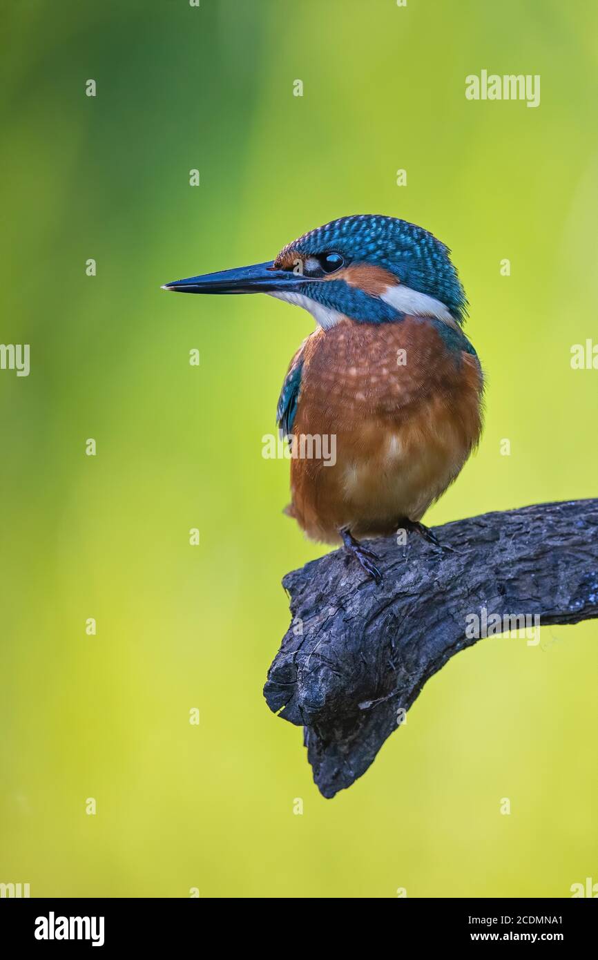 Common kingfisher (Alcedo atthis ) Young bird, male, Middle Elbe Biosphere Reserve, Saxony-Anhalt, Germany Stock Photo