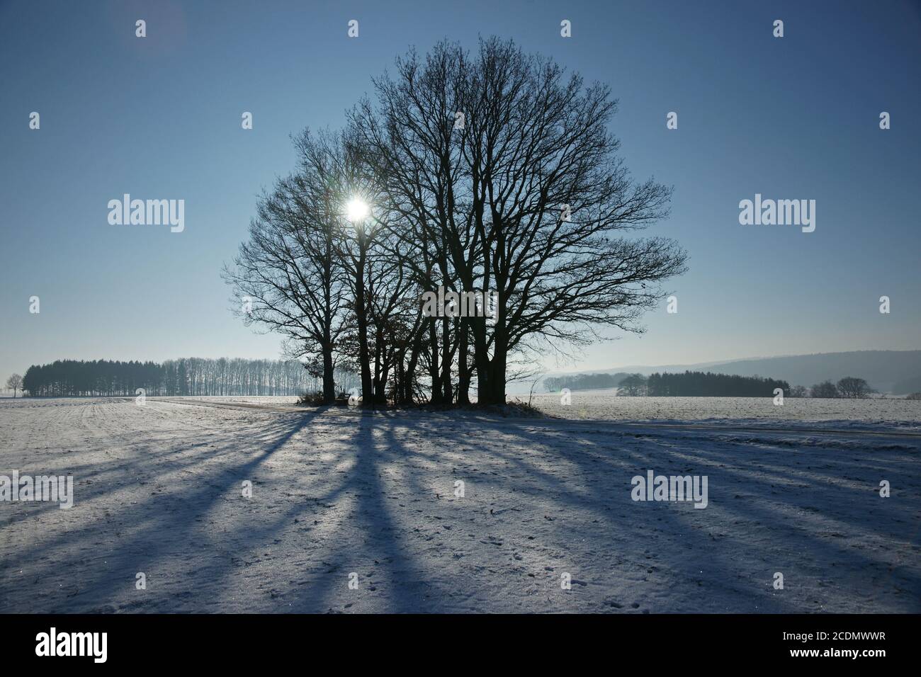 Group of trees in winter Stock Photo - Alamy