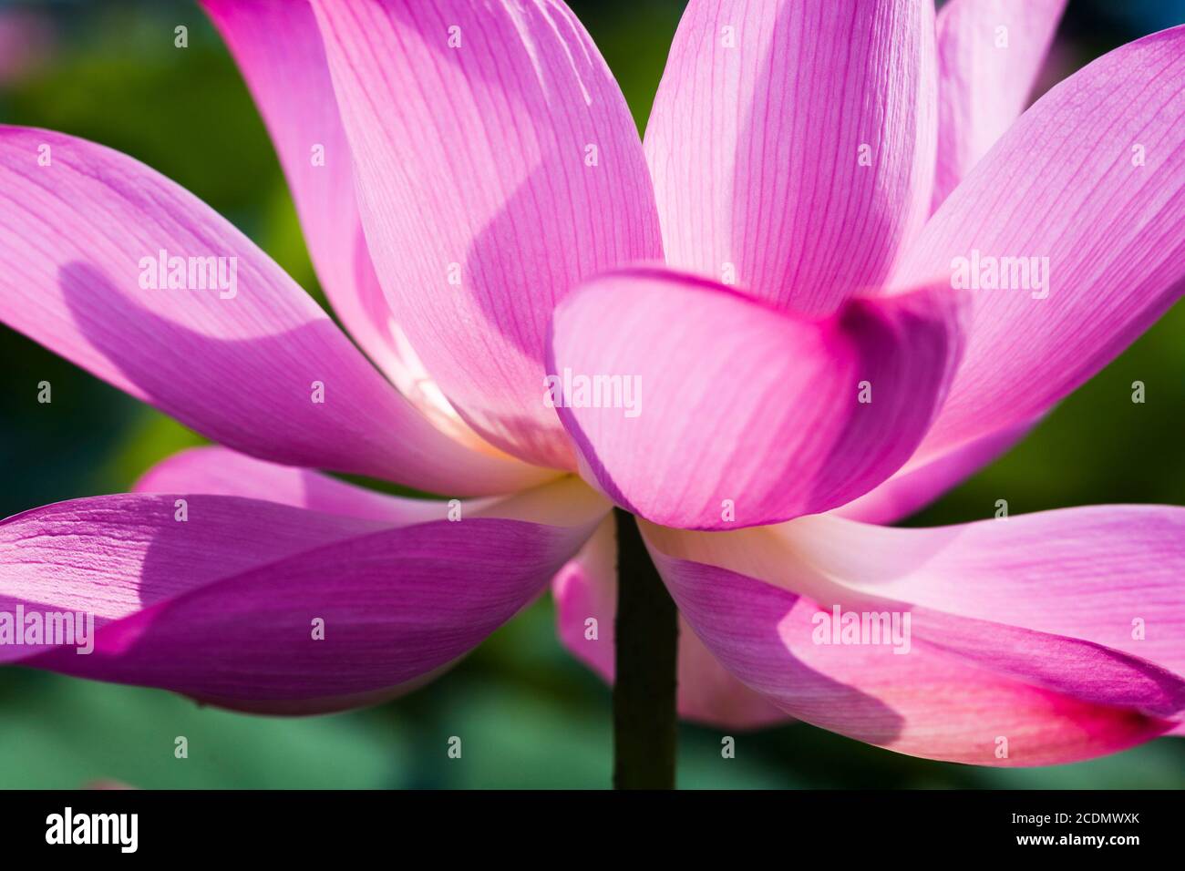 Beautiful lotus flower in the garden Stock Photo - Alamy