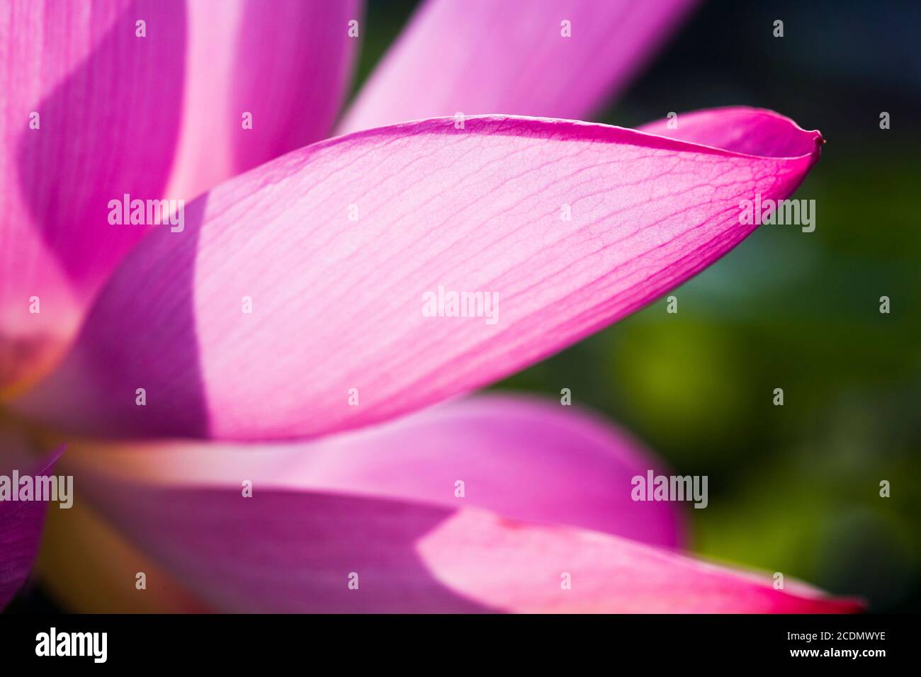 Beautiful lotus flower in the garden Stock Photo - Alamy