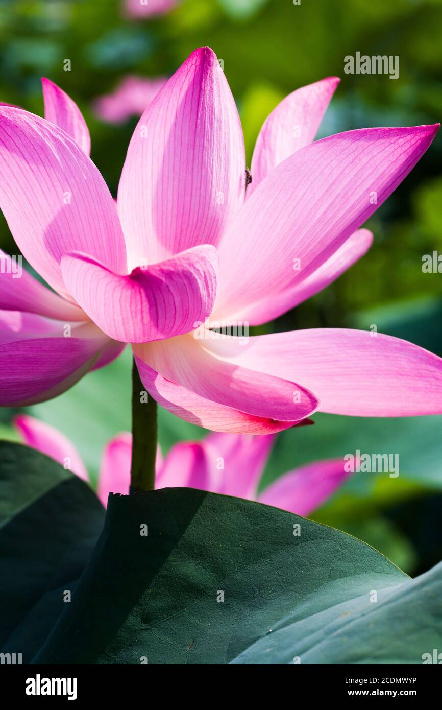 Beautiful lotus flower in the garden Stock Photo - Alamy