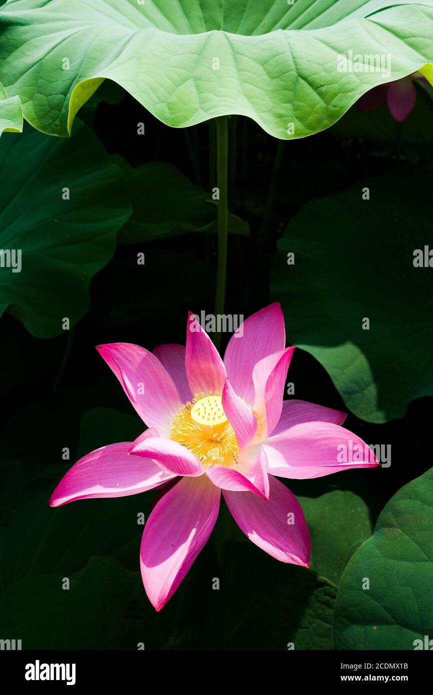 Beautiful lotus flower in the garden Stock Photo - Alamy