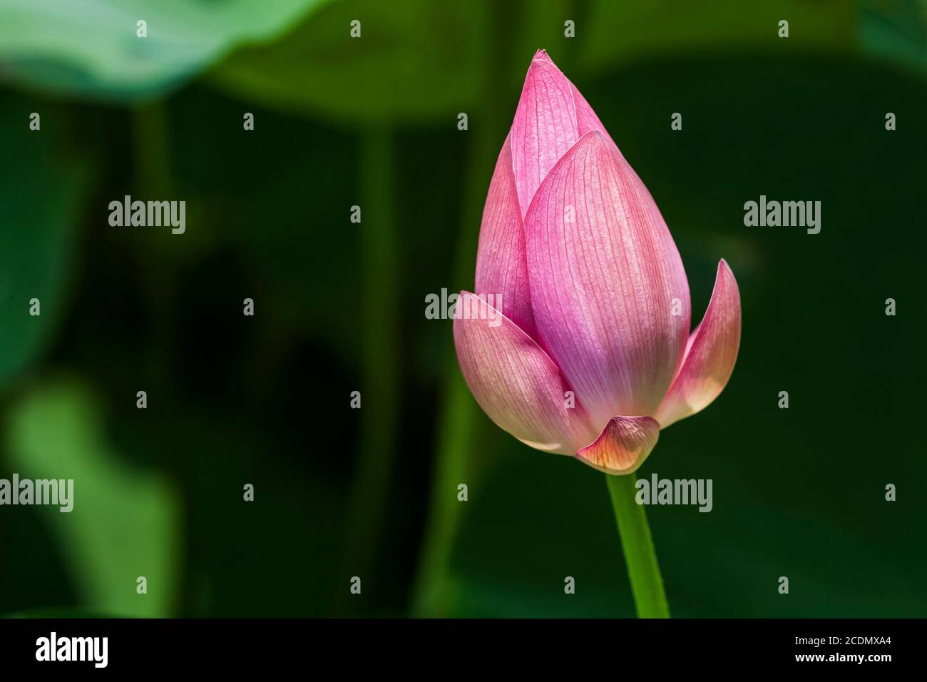 Beautiful lotus flower in the garden Stock Photo - Alamy
