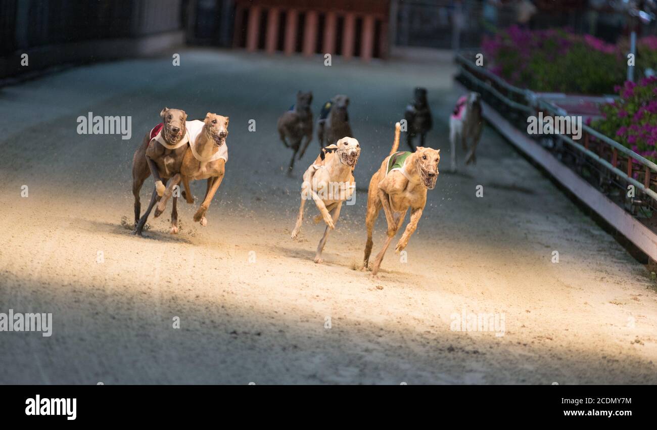 racing hounds Stock Photo