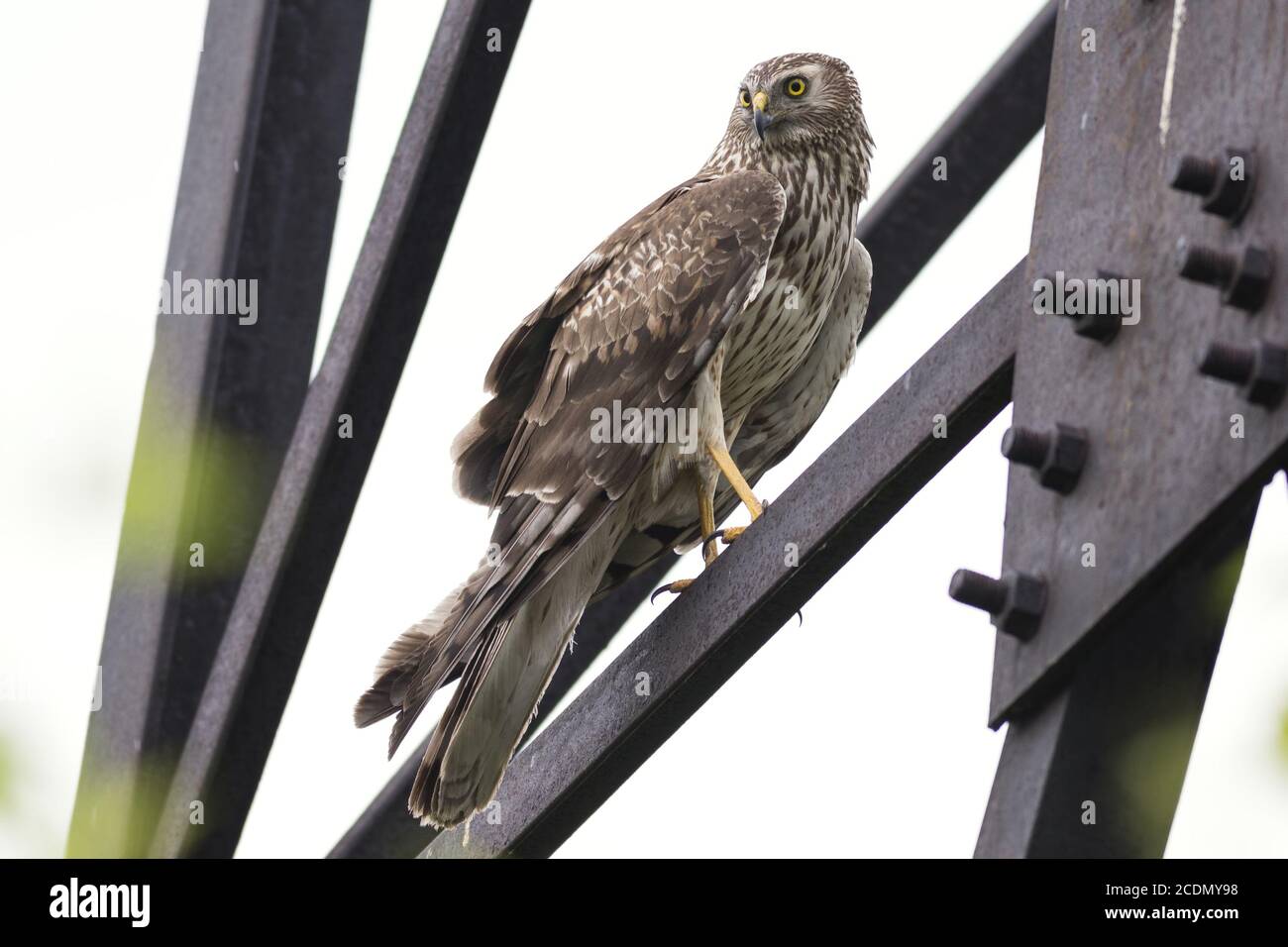 Northern harrier hi-res stock photography and images - Alamy
