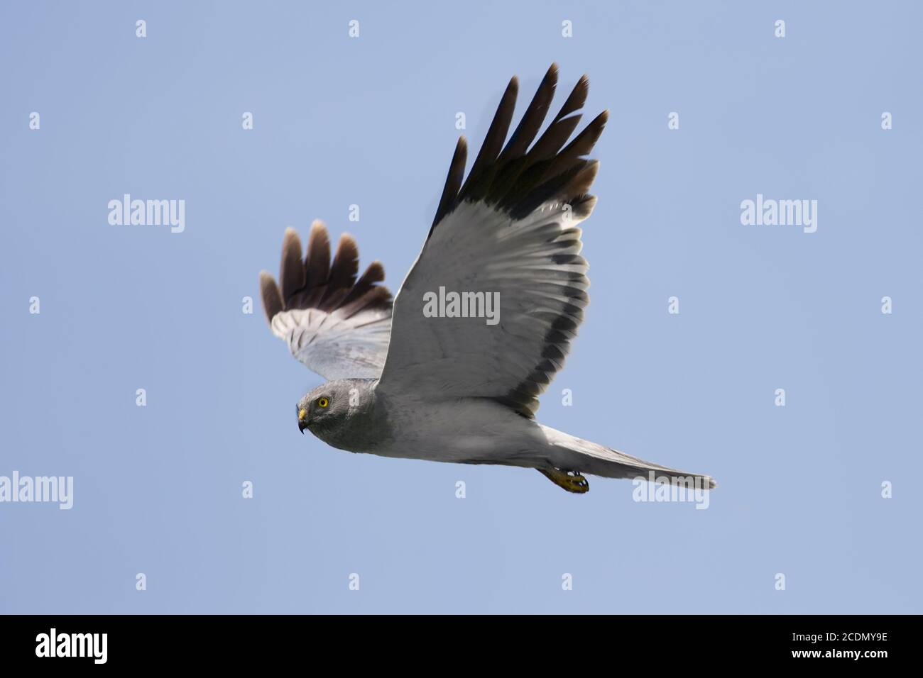 Harrier hi-res stock photography and images - Alamy