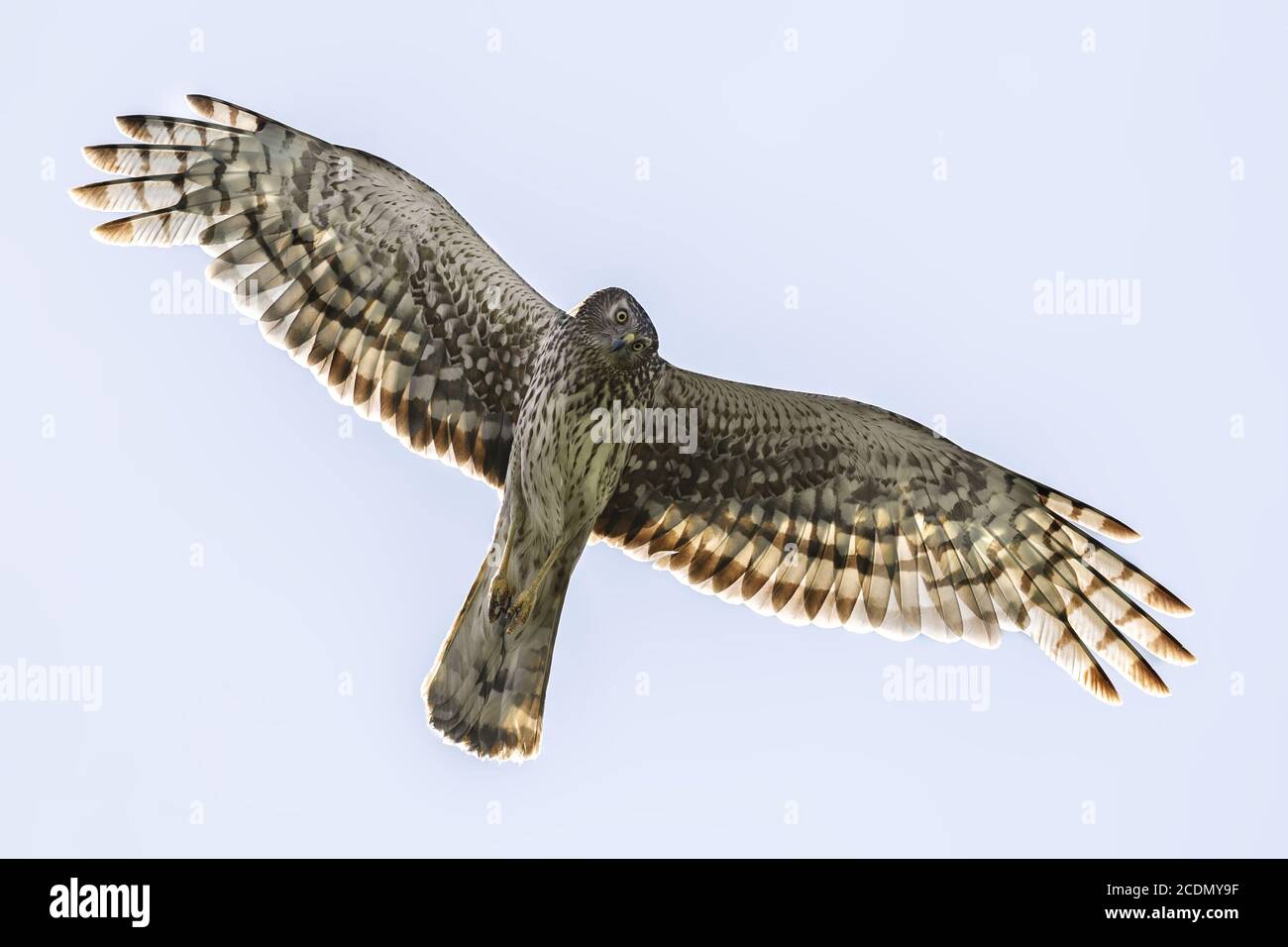 Northern harrier hi-res stock photography and images - Alamy