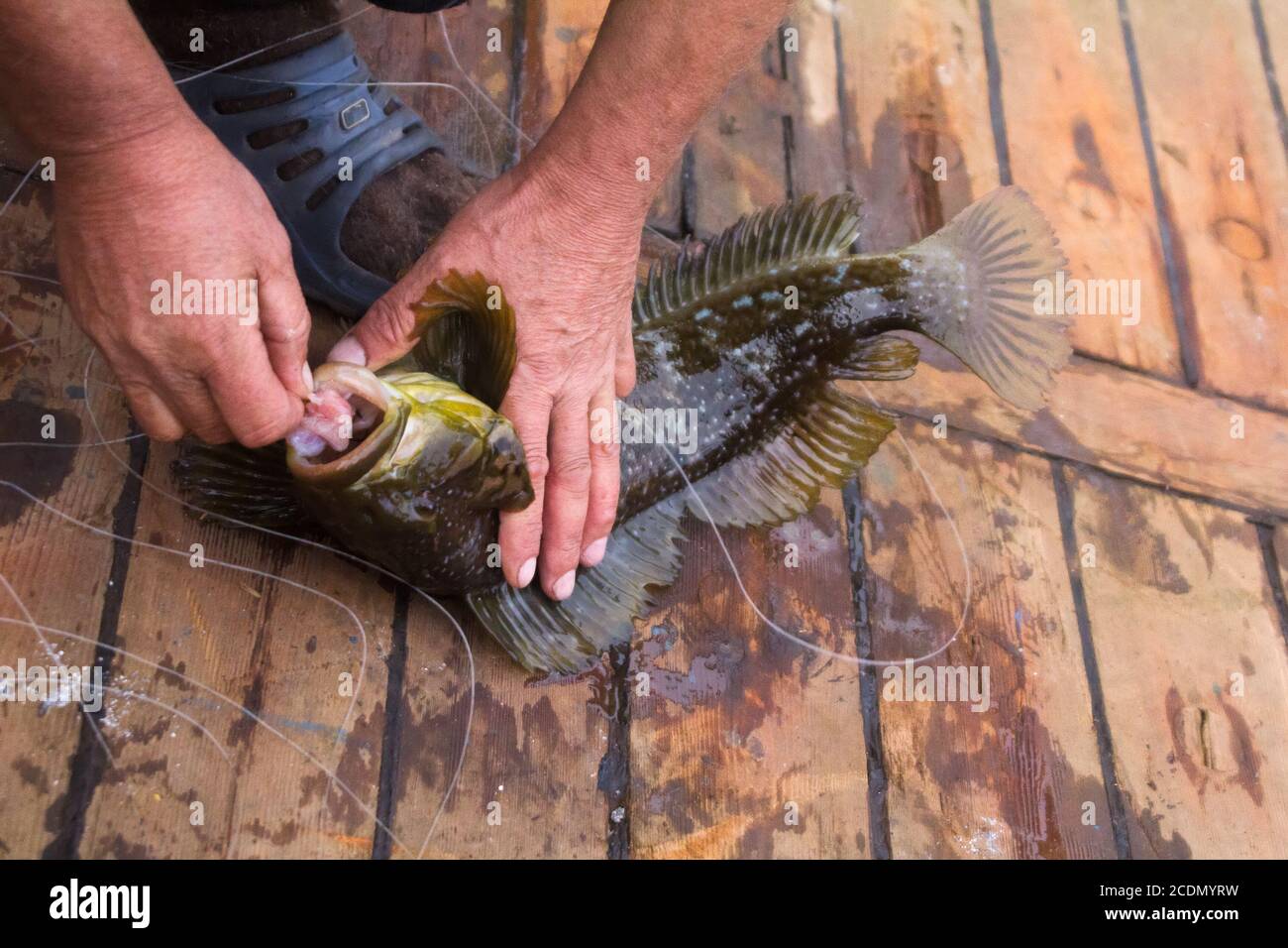 Fishing in the Pacific sea bass Stock Photo
