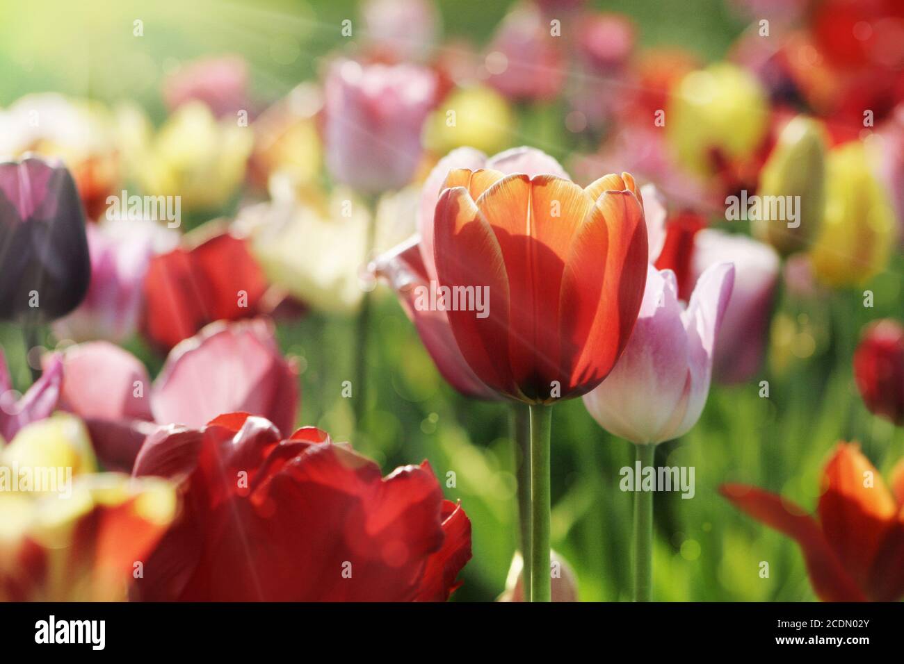 colorful tulips in the sun Stock Photo