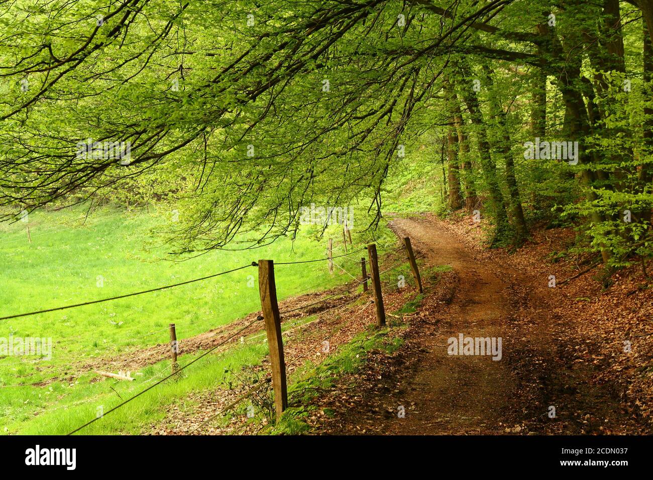 Spring in the forest hi-res stock photography and images - Alamy