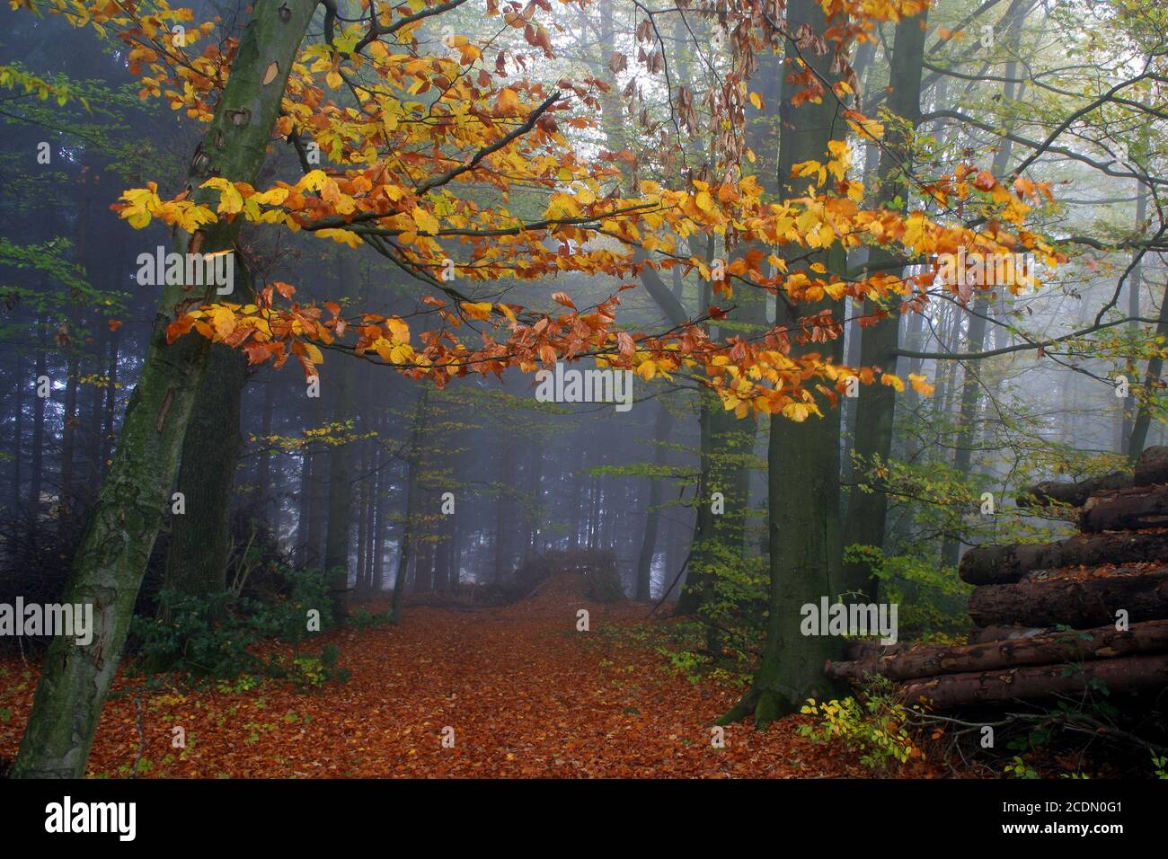 autuum forest Stock Photo