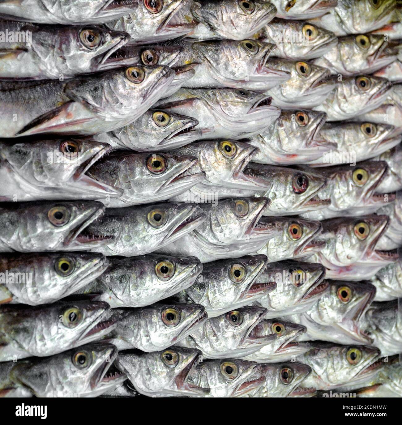 Seafood fish market Stock Photo Alamy