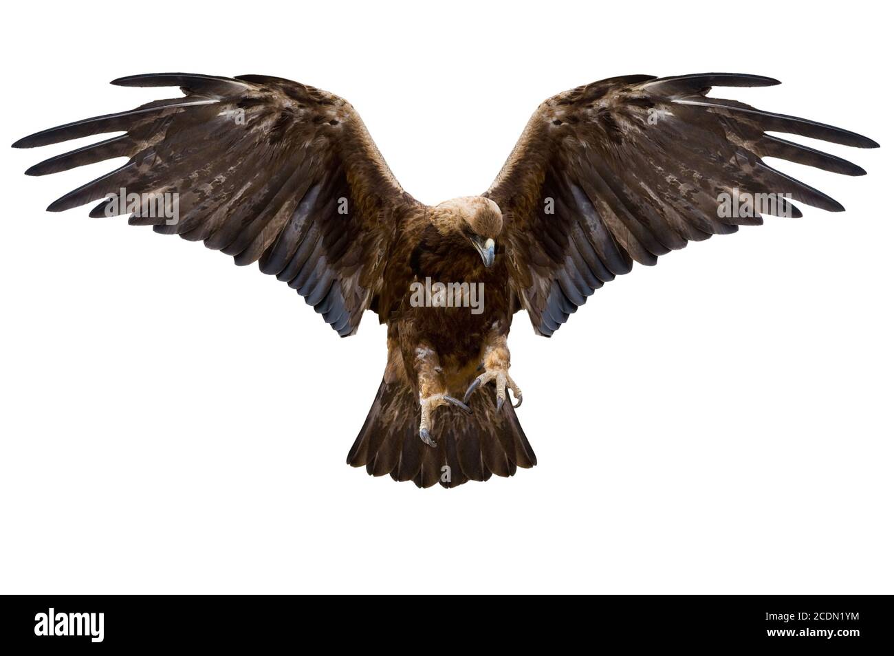 Eagle Feather Cutout Cut Out Stock Images Pictures Alamy