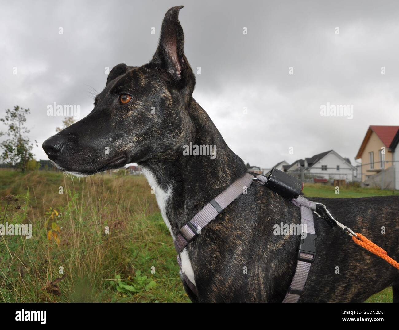 female dog Stock Photo