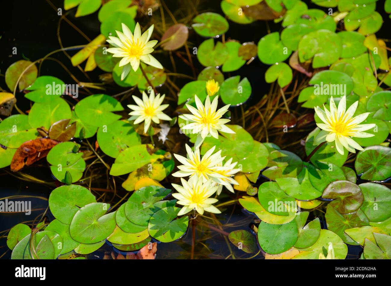 Amazing Mrs George H Pring Tropical Day Blooming Water Lilly at Sydney Royal Botanic Gardens Stock Photo