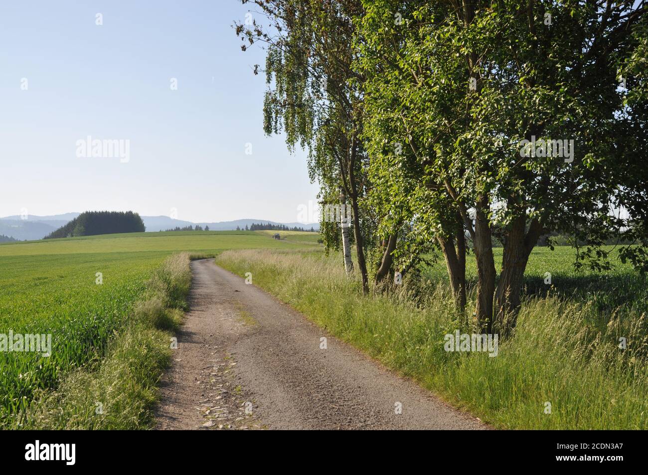 Field path with birch trees Stock Photo - Alamy
