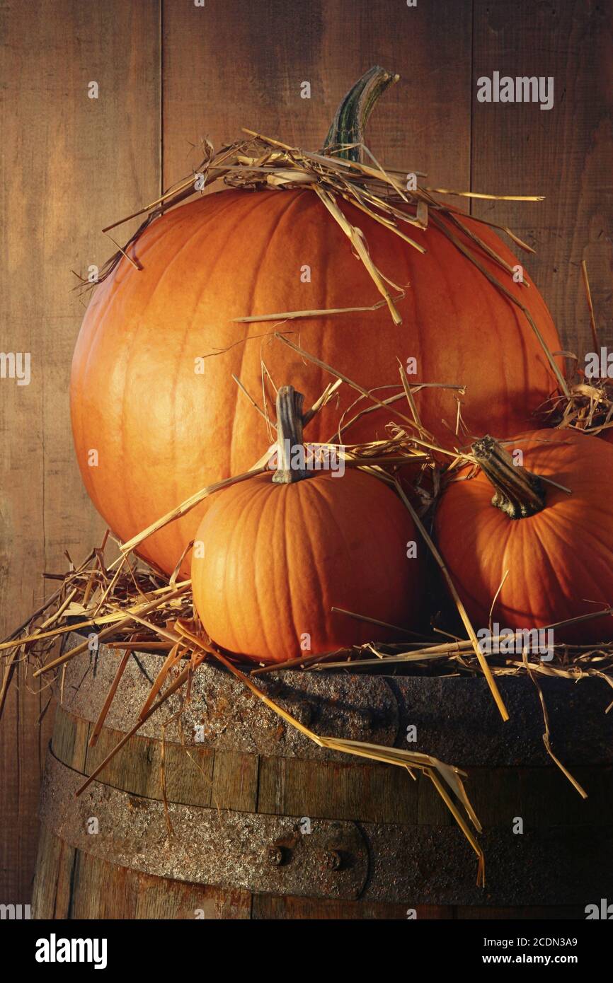 Rustic autumn still life with pumpkins on barrel Stock Photo