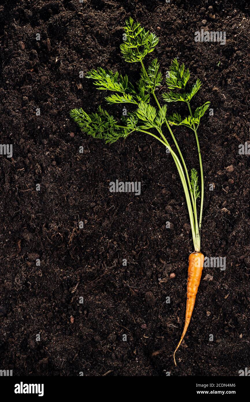 Carrot soil hi-res stock photography and images - Alamy