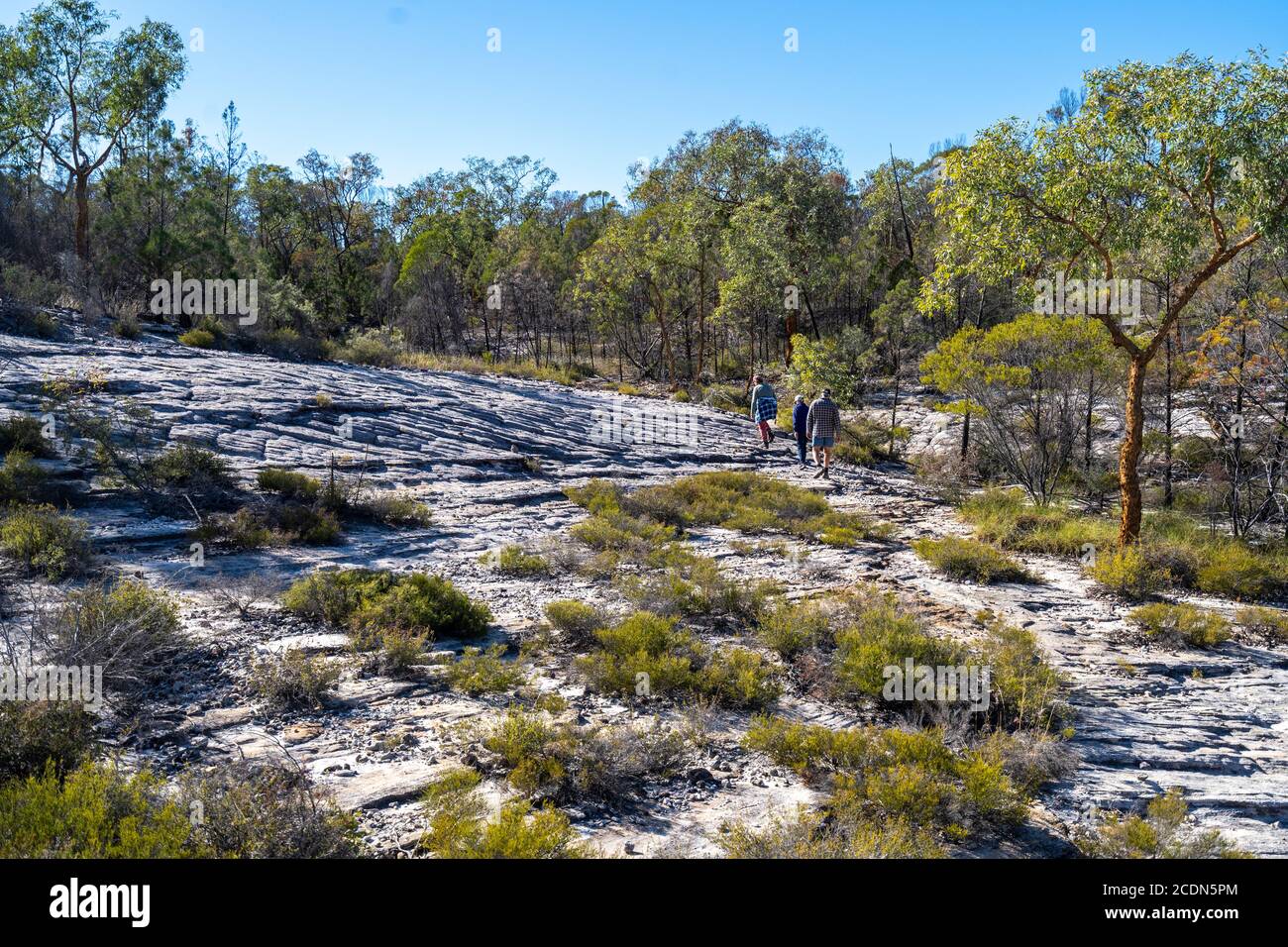 Busherwalkers at Salvator Rosa Section Carnarvon National Park, Queensland, Australia Stock Photo