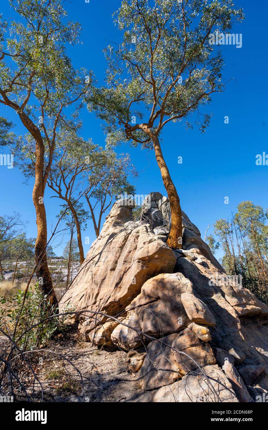 Trees growing out of rock hires stock photography and images Alamy