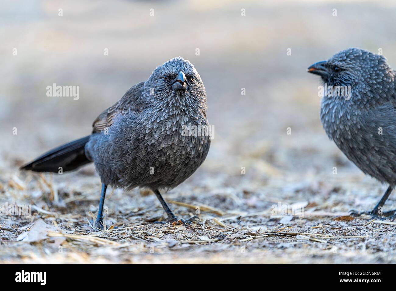 Apostle Bir (struthidea cinerea) on ground Stock Photo