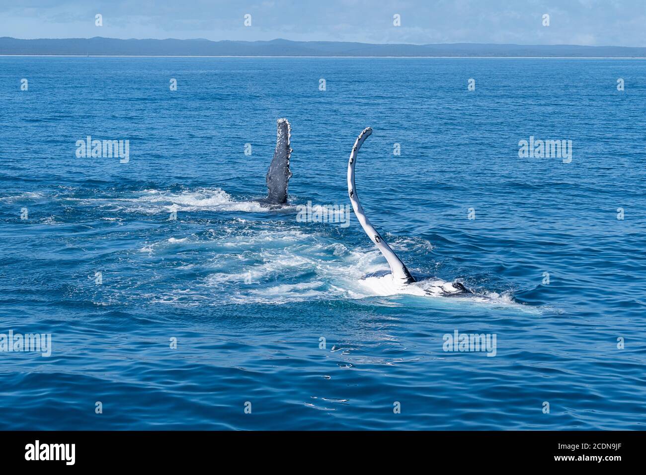 Humpback whales pectoral or fin slapping off coast of Fraser Island, Hervey Bay, Queensland, Australia Stock Photo