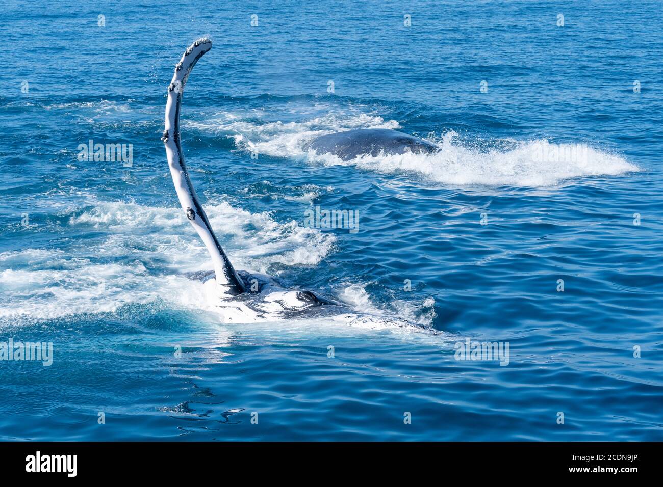 Humpback whales pectoral or fin slapping off coast of Fraser Island, Hervey Bay, Queensland, Australia Stock Photo