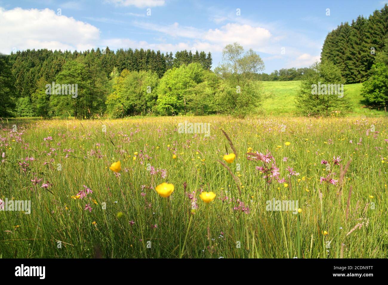 meadows Nature Stock Photo