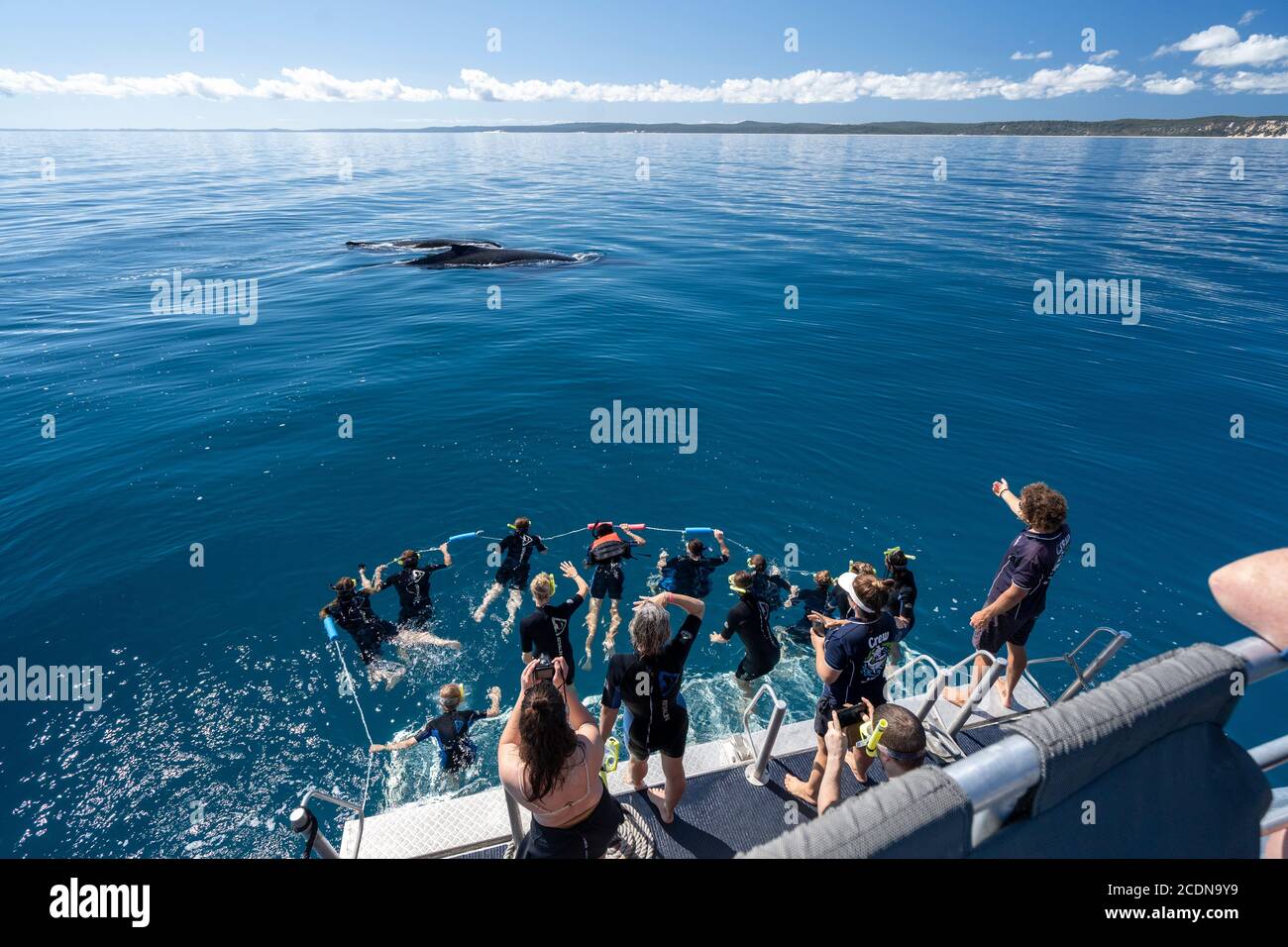 Swimmers in water with Humpback whale at back of Whale watching tour boat off coast of Fraser Island, Hervey Bay, Queensland, Australia Stock Photo