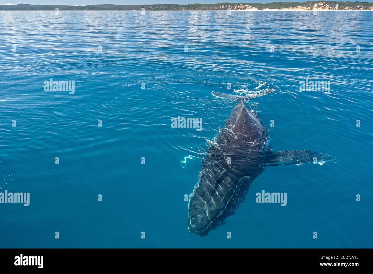 Humpback whale surfacing near tour boat off coast of Fraser Island, Hervey Bay, Queensland, Australia Stock Photo
