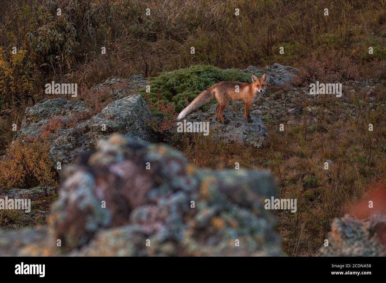 Red fox in taiga Stock Photo - Alamy