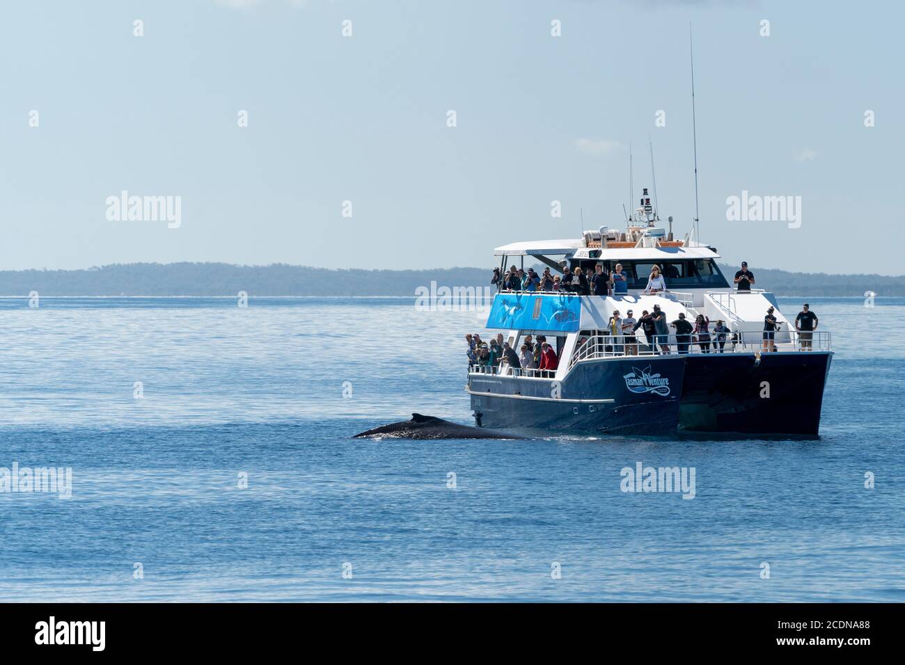 Whale watching tour boat off coast of Fraser Island, Hervey Bay, Queensland, Australia Stock Photo