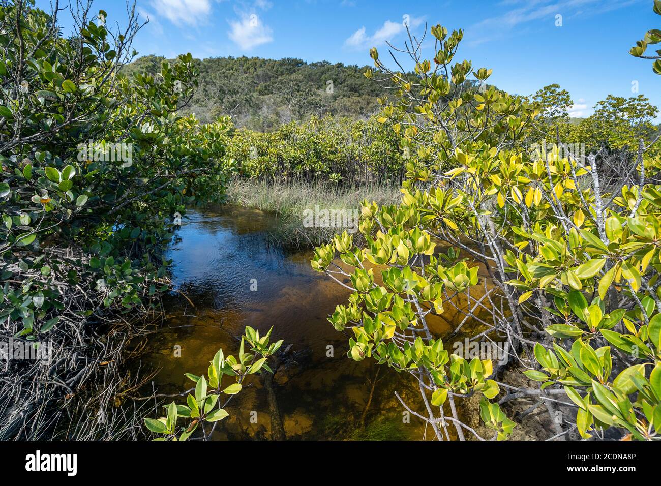 Mangroves lining the banks of Awinya Creek, western shore of Fraser Island, Hervey Bay Australia Stock Photo