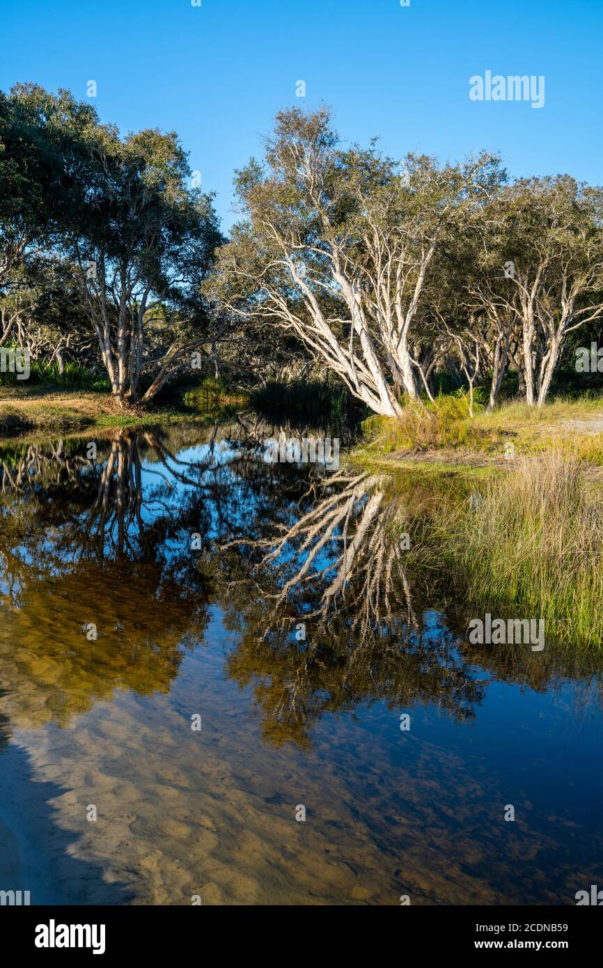 Reflections at Bowarrady Creek, West Coast of Fraser Island, Hervey Bay, Queensland Australia Stock Photo