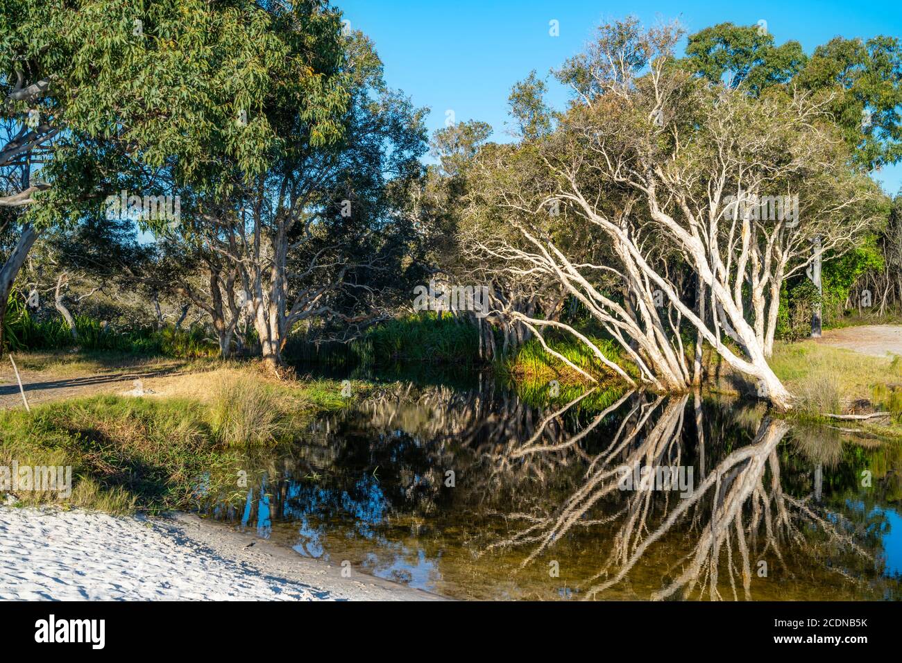 Reflections at Bowarrady Creek, West Coast of Fraser Island, Hervey Bay, Queensland Australia Stock Photo